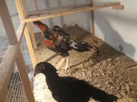 Chickens — zdjęcie 1