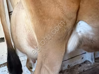 ላም, Jersey breed — ፎቶ 3