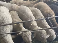 Ido, Sheep — sawirka 3