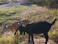Kambing betina, Nubian Goat — foto 5