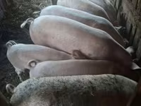 Babi hutan, Pigs — foto 1