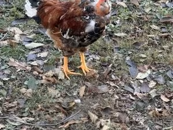 Chickens