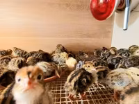 Quails — picha 4