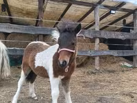 Азаргагүй морь, Shetland Pony — 4 зураг