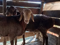 Қошқар, Hissar sheep — 2-сурет