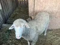 Kambing jantan, Sheep — foto 1