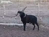Baran, Shetland sheep — zdjęcie 4