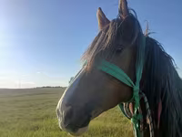 حصان, Kazakh horse — الصورة 2