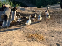 Geese — foto 2