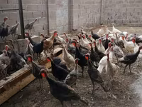Turkeys — foto 1