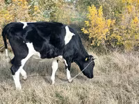 วัวตัวเมีย, Russian Black pied cattle — รูปภาพ 1