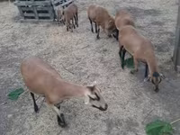 گوسفند (گروه، جنسیت مشخص نشده), Cameroon sheep — عکس 2