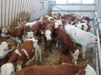 Ταύρος, Russian Black pied cattle — φωτογραφία 2