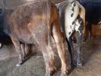 گاو نر, Simmental cattle — عکس 5