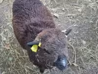 Πρόβατο, Southdown sheep — φωτογραφία 3