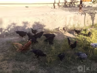Chickens — foto 6