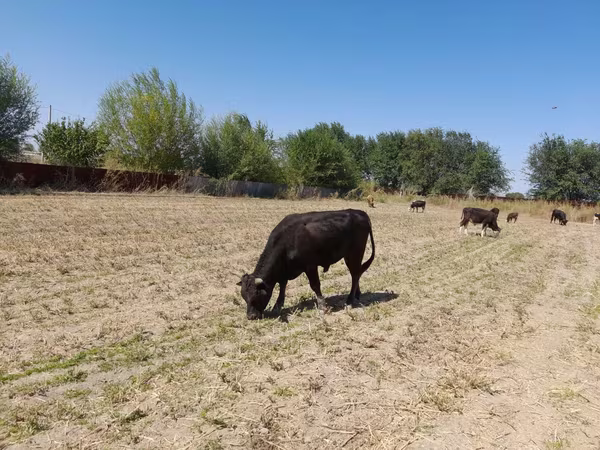 Bulle, Swiss cattle