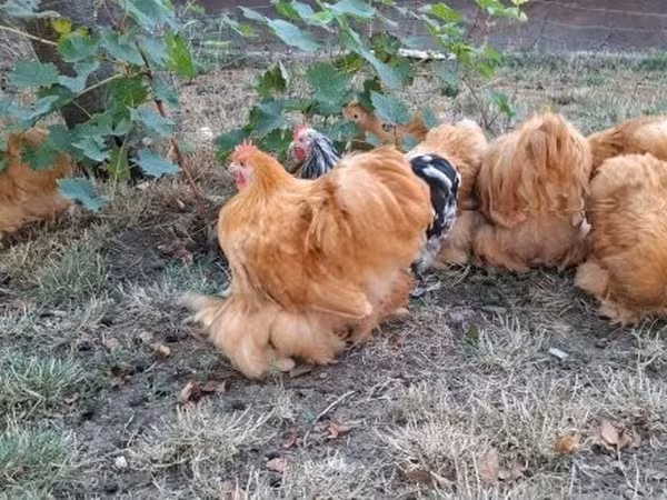 Pekin Bantam