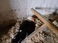 Ducks — foto 2