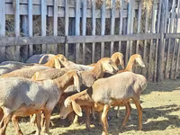 نعجة, Arashan sheep — الصورة 4