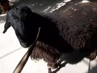 Widder, Rhon sheep — Foto 1