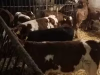 Cattle (batch, sex not specified), Hereford — photo 5