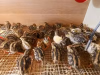Quails — picha 8