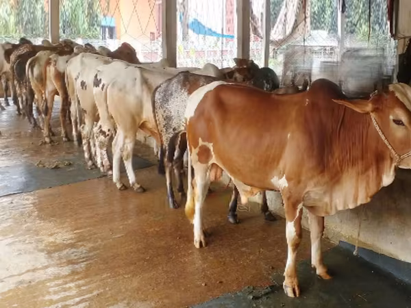 Lembu jantan, Cattle