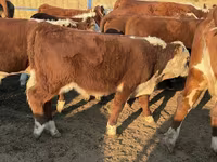 ষাঁড়, কাজাখ সাদা মাথার গরু — ছবি 3