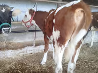 گاو و گوساله (گروه، جنسیت مشخص نشده), Swiss cattle — عکس 2