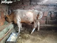 Бух, Simmental cattle — 3 зураг
