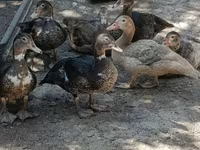 Domestic Muscovy — foto 1