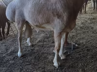 قوچ, Rhon sheep — عکس 5