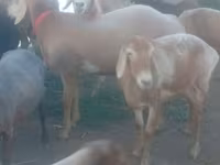 Koyun, Edilbay sheep — foto 1
