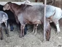 Kambing jantan, Hissar sheep — foto 1