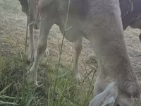Овца, Afghan Arabi sheep — снимка 8