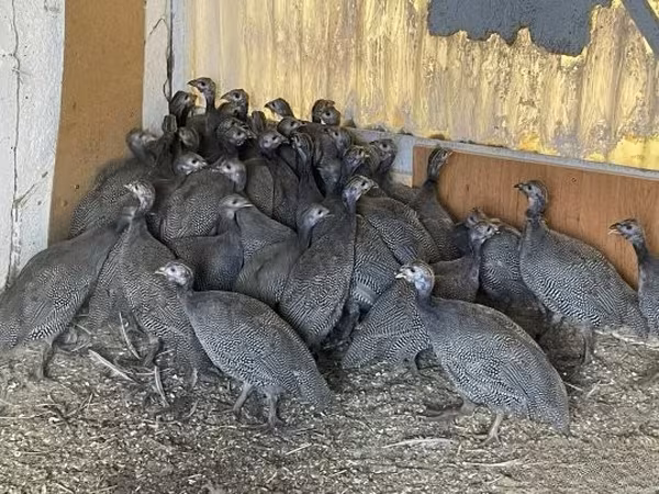 Guinea fowl