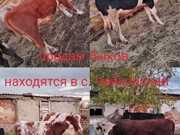 Toro, Simmental cattle
