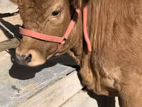 Vacă, Belgian Blue — foto 4
