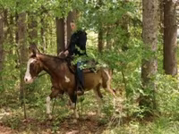 اسب نر, Pinto horses — عکس 3