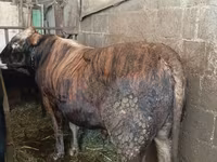 Býk, Simmental cattle — foto 2