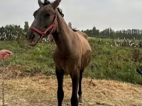 Cavalli (lotto, sesso non specificato), Kyrgyz Horse — foto 2