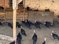 Turkeys — foto 7