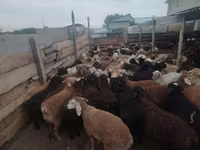 قوچ, گوسفند — عکس 1