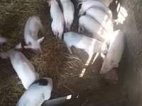 Zeug, Varkens — foto 2