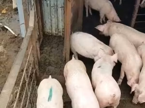 Sugga, Крупная белая
