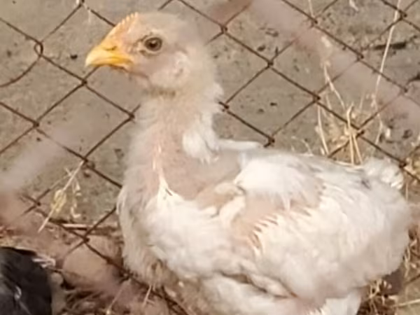 Chickens