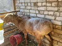 Ovan, Edilbay sheep — fotografija 7