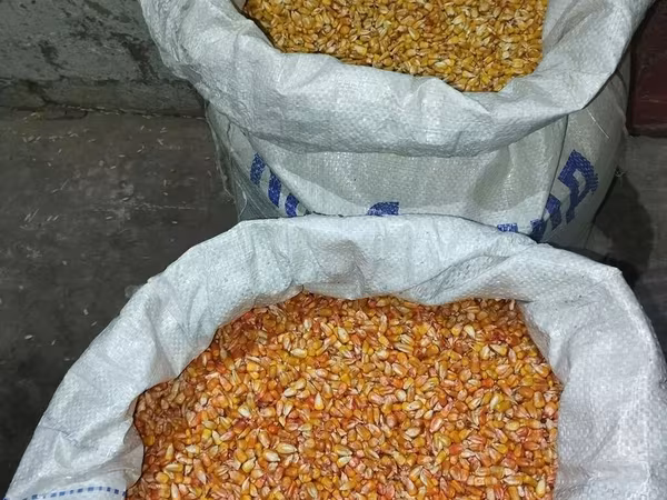 🌽Семена Гибрид Кукуруз "Октябрь 70 ТВ" Обладает высоким потенциалом