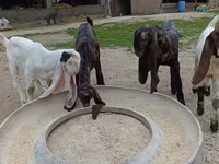 بز ماده, Nubian Goat — عکس 3